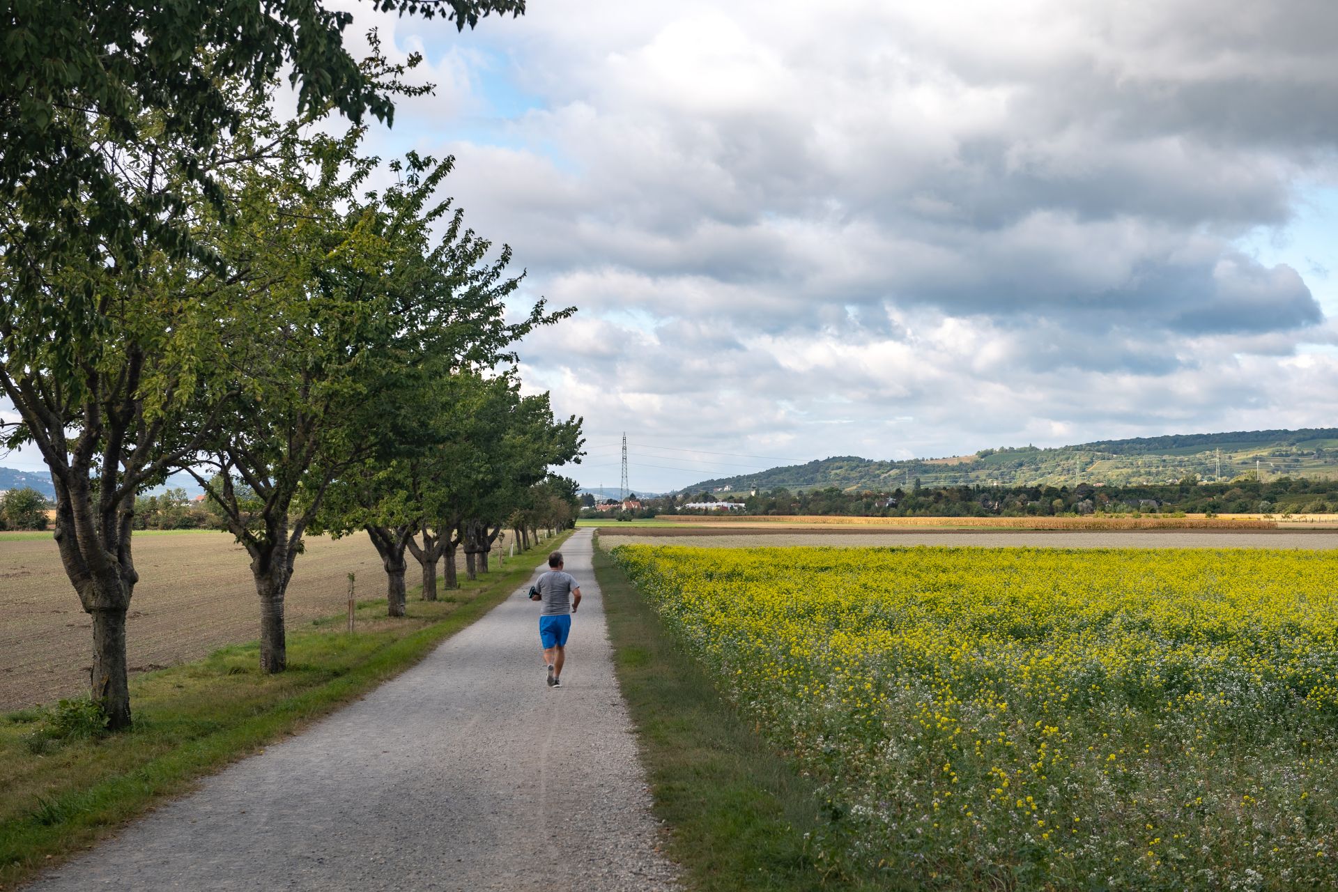 Obstbäume am Wegesrand